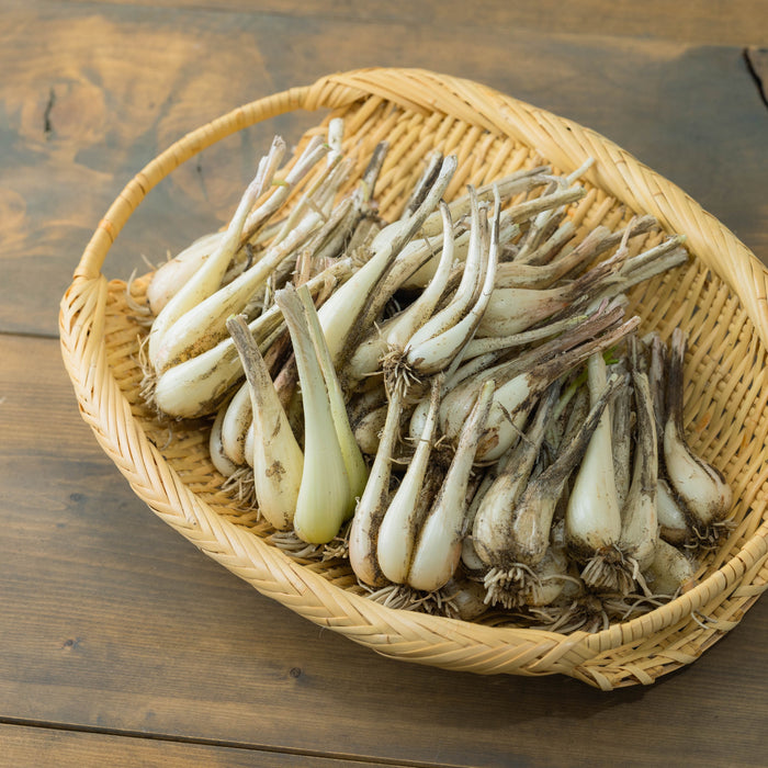 【朝採れ直送】生らっきょう 1kgとらっきょう酢セット［数量限定］※6月初旬頃から順次発送